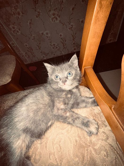 Сиамская кошка