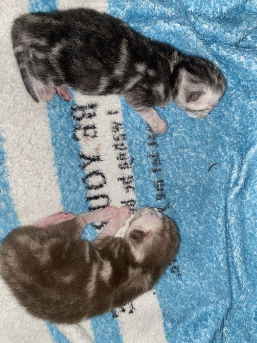 Продам котят веслоухие шатландцы