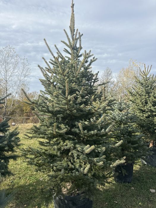 Brazii din pepiniera la ghiveci