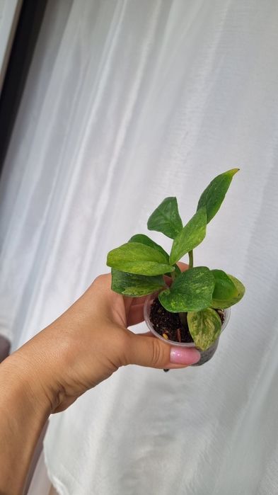 Продам Замиокулькас Лонг лив