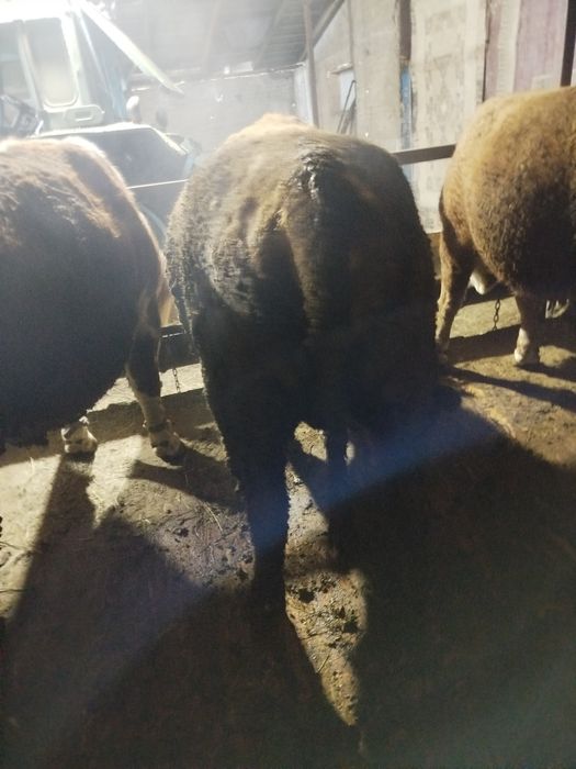 Бұқалар сатылады