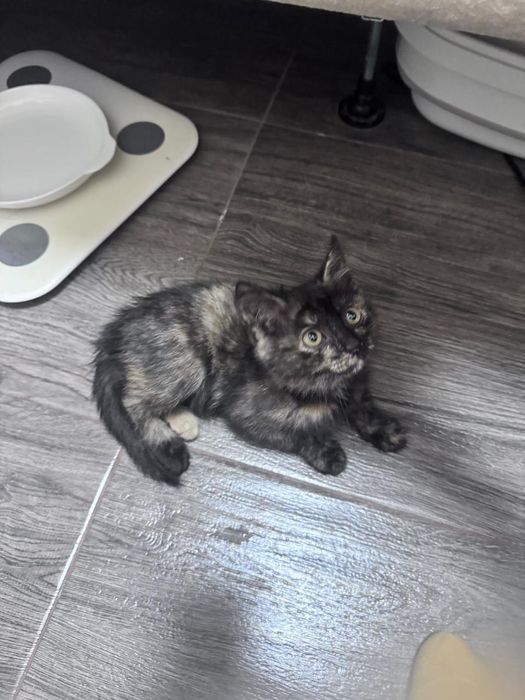 Котенок трехцветный девочка ищет дом