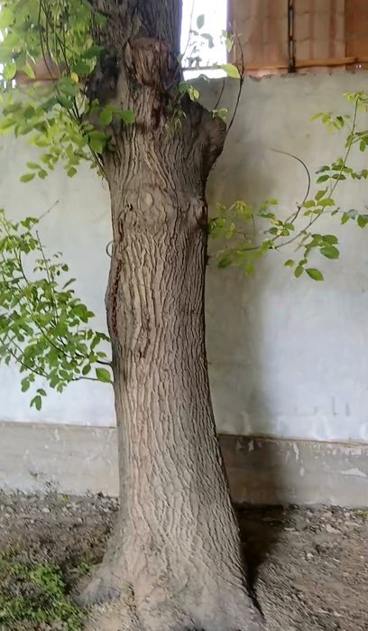 Дарахт , ёнгок...