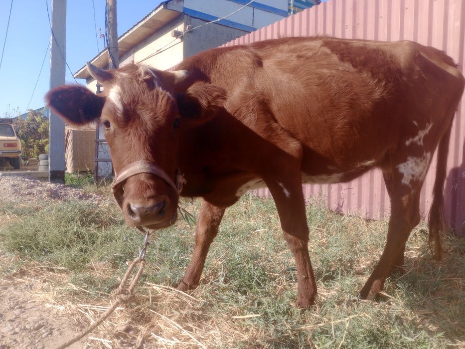 Sigir bug‘o‘z 6 oylik, 2-qirin.