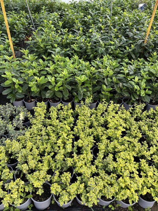 Laur englezesc, Photinia, Lonicera, Euonymus