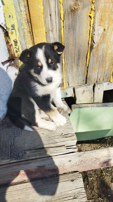 Щенки в добрые руки