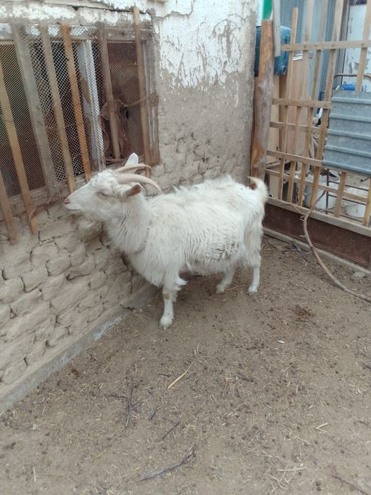 Заненский теке. Ешкилер сатылады