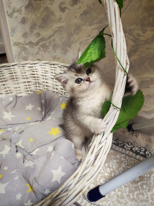 Шикарные котята от правильной вязки