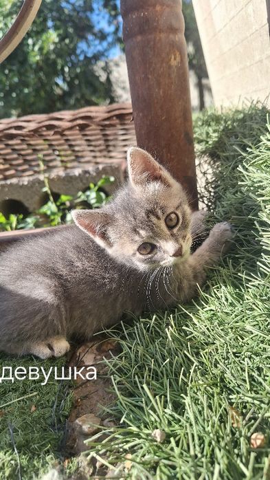 продаются котята