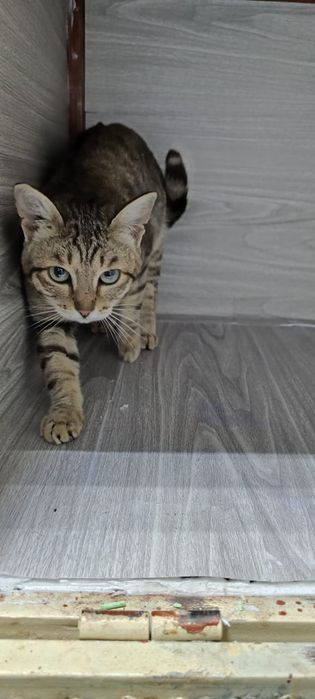 Отдадим котика бесплатно