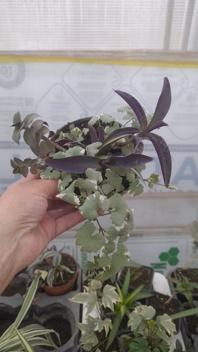 Композиция из традесканции