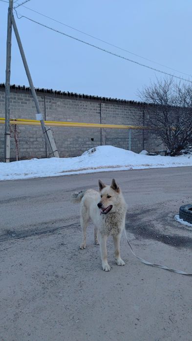 асалаумағаликум лайка еркек