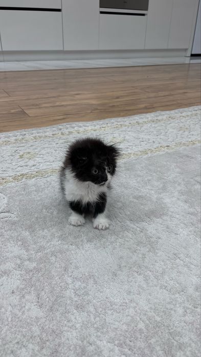 котенок породистый