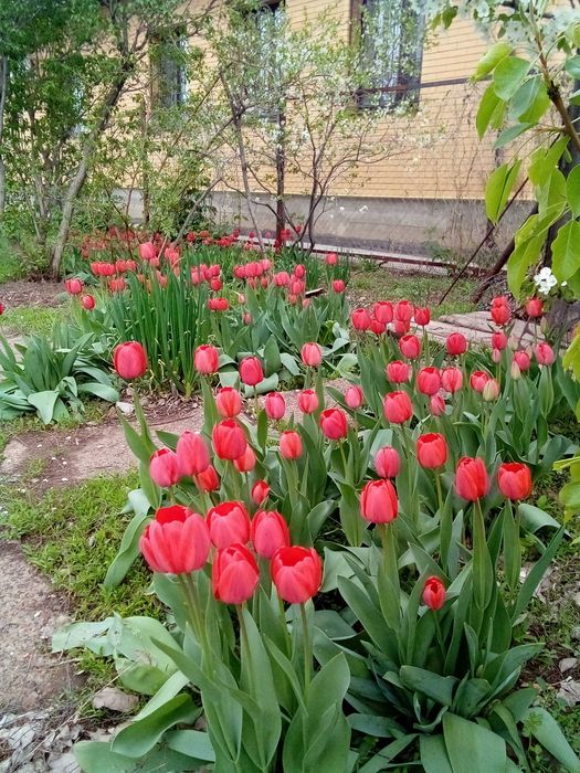 Тюльпаны садовые