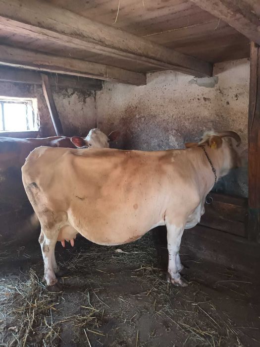 Vând vacă si vițel.