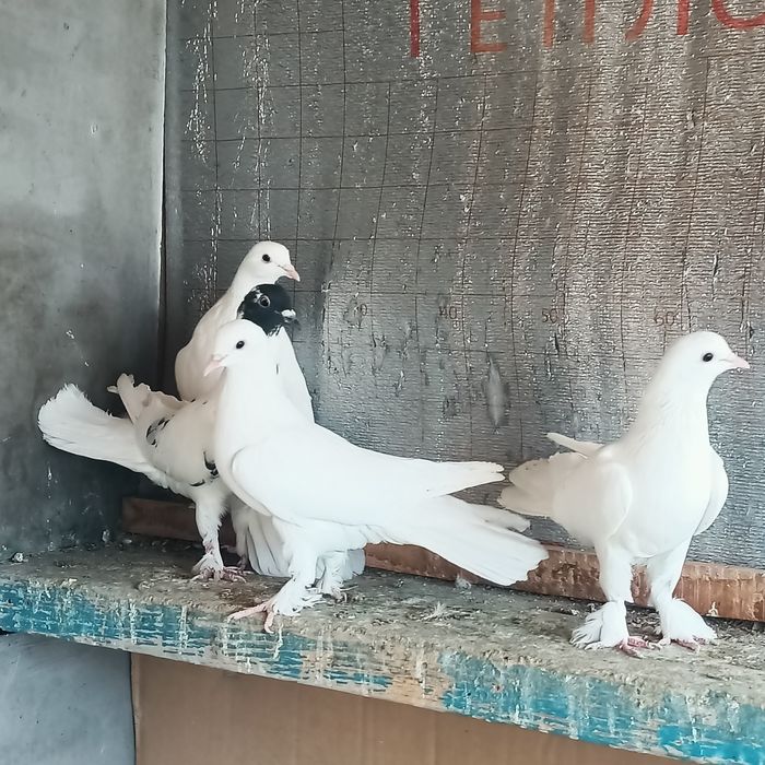 Широкохвостые  голуби