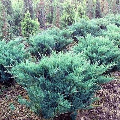 Озеленение. Ландшафтные работы