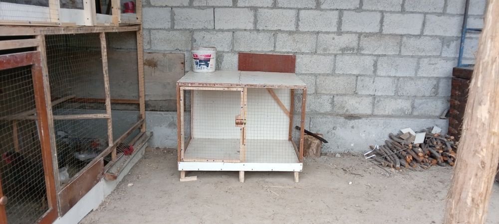 kataklar jo'jalar va tovuqlarga