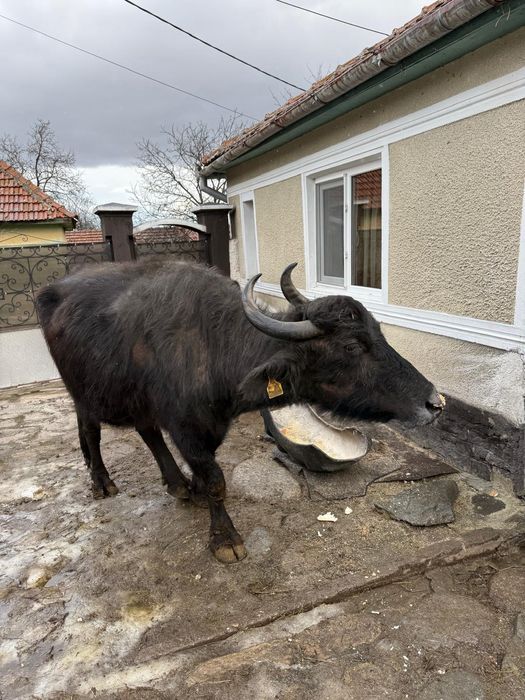 Vând două bivolițe sănătoase - bune de lapte