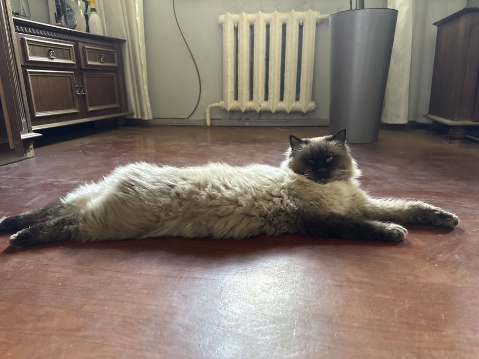 Пропал кот Далестанская