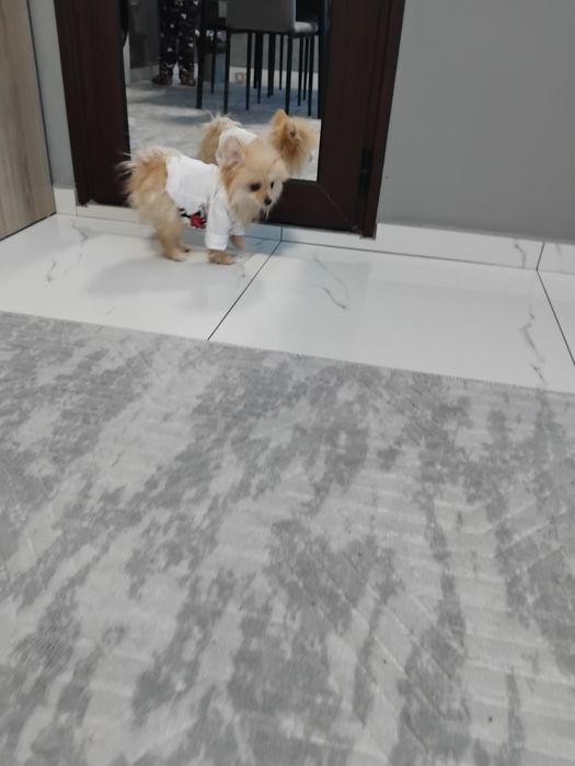 Померан момиченце