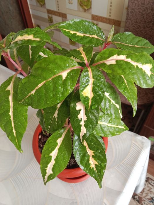 Граптофиллум расписной