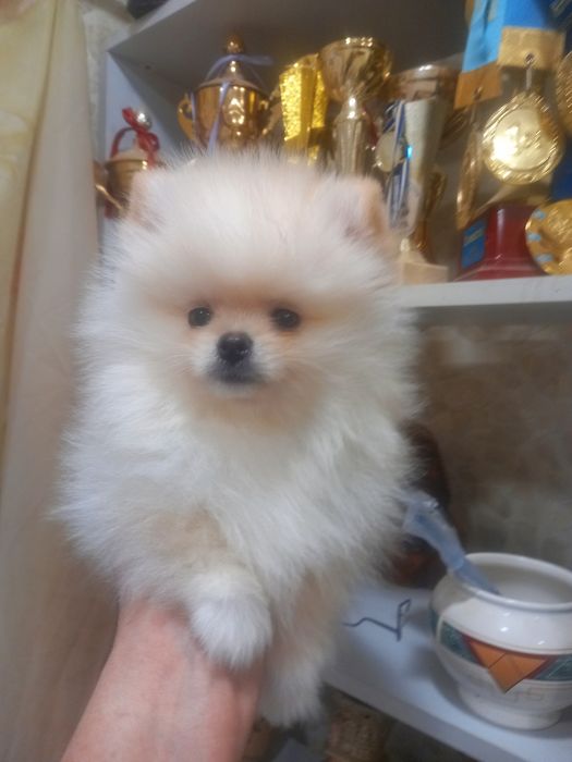 Щенки цверг шпица, мальчик и девочка