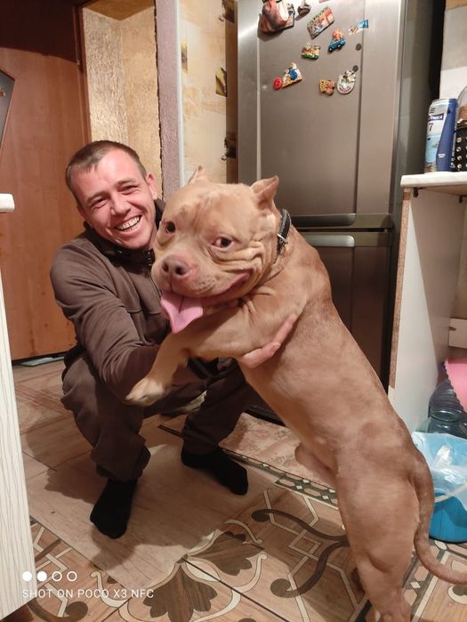 Американский булли( вязка(