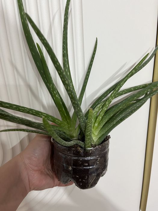 Продам алоэ вера