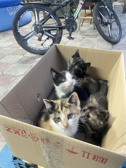 Отдам кота бесплатно в добрые руки