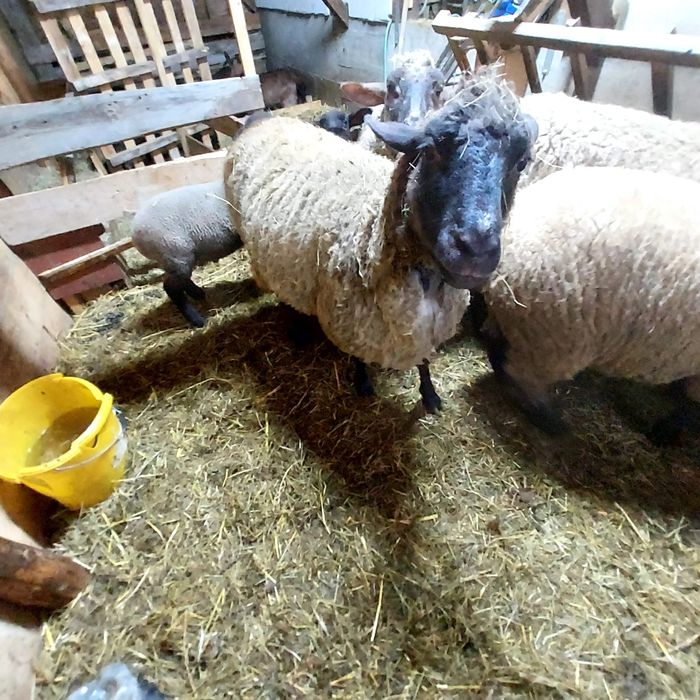 Oi de vanzare cu mielute