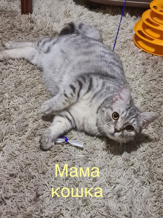 Шотландские котята