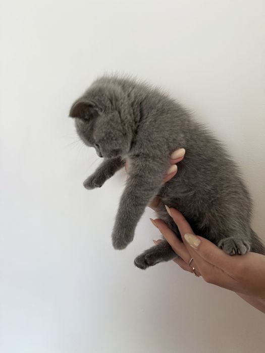 Британски късокосмести сиви котета