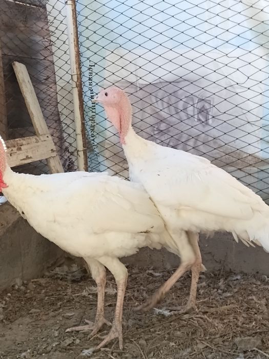 Продам двух индюков самцов