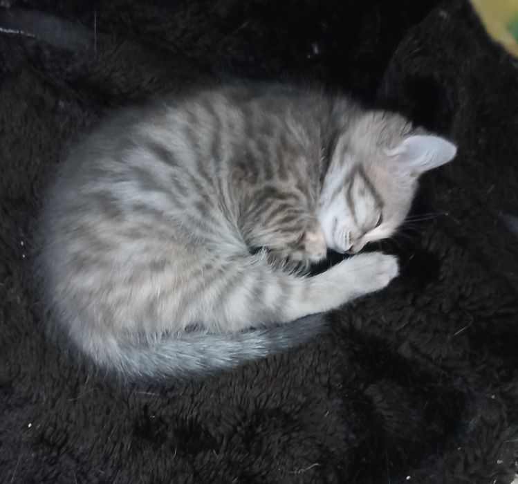 Котенок,1,5 мес.девочка в добрые руки