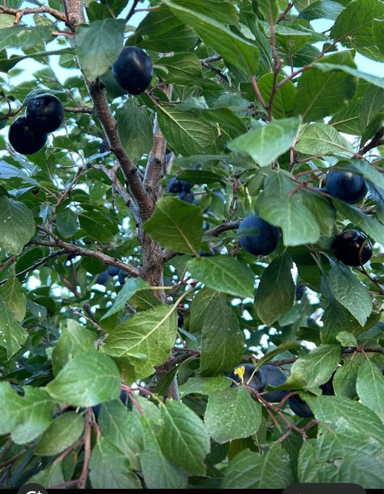 Сдаем  дачу в аренду