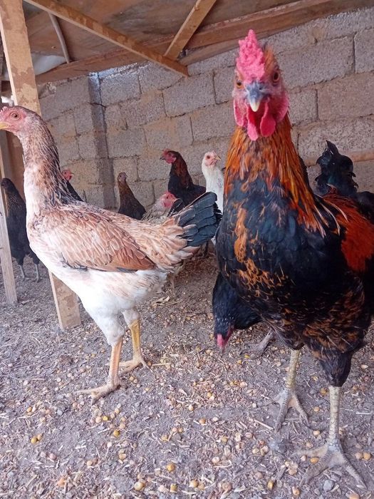 Qora paypoq kiygan orta yoshli ayollar jinsiy aloqada