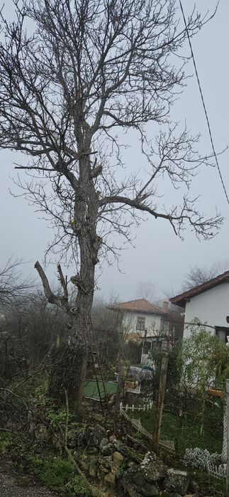 Кастрене на клони,дървета,храсти и т.н