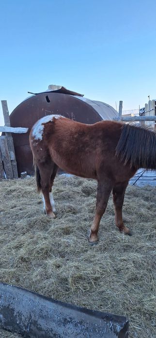 Продам лошадей с откорма