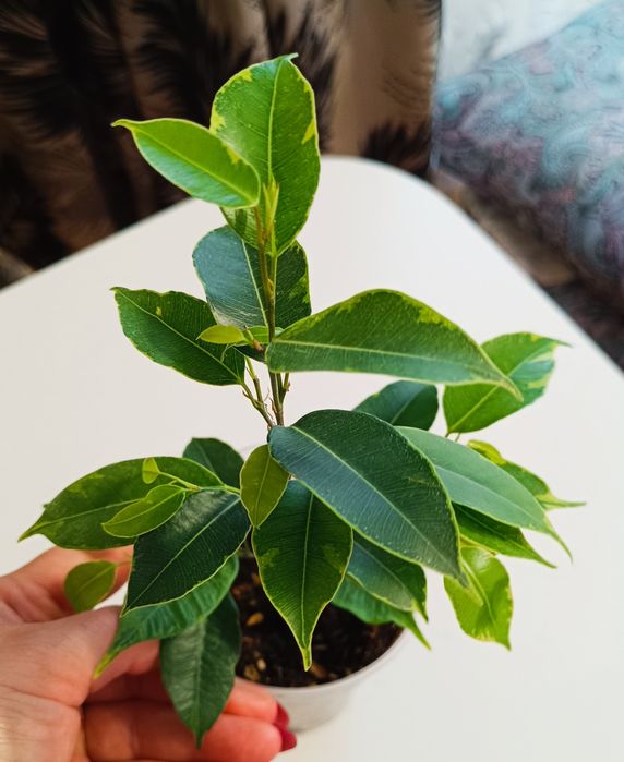 Фикусы разных сортов