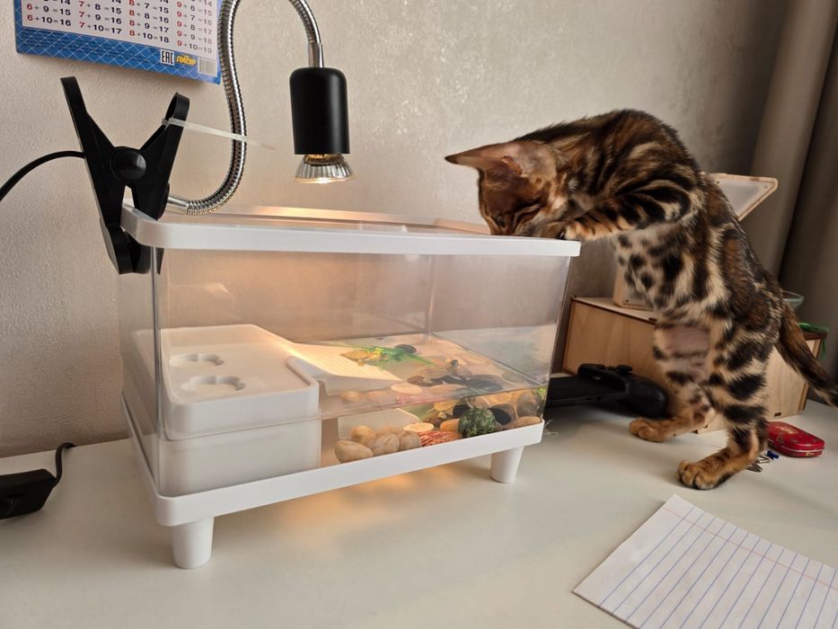 Котенок  бенгал