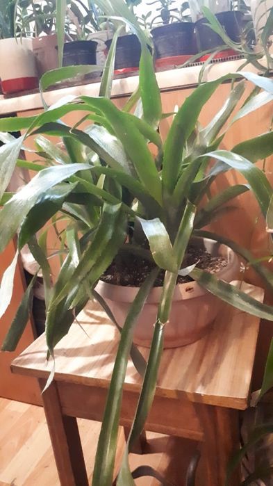 Цветы комнатные от 500тг