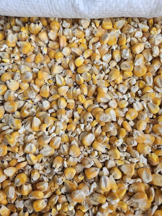 кукуруза кормовая