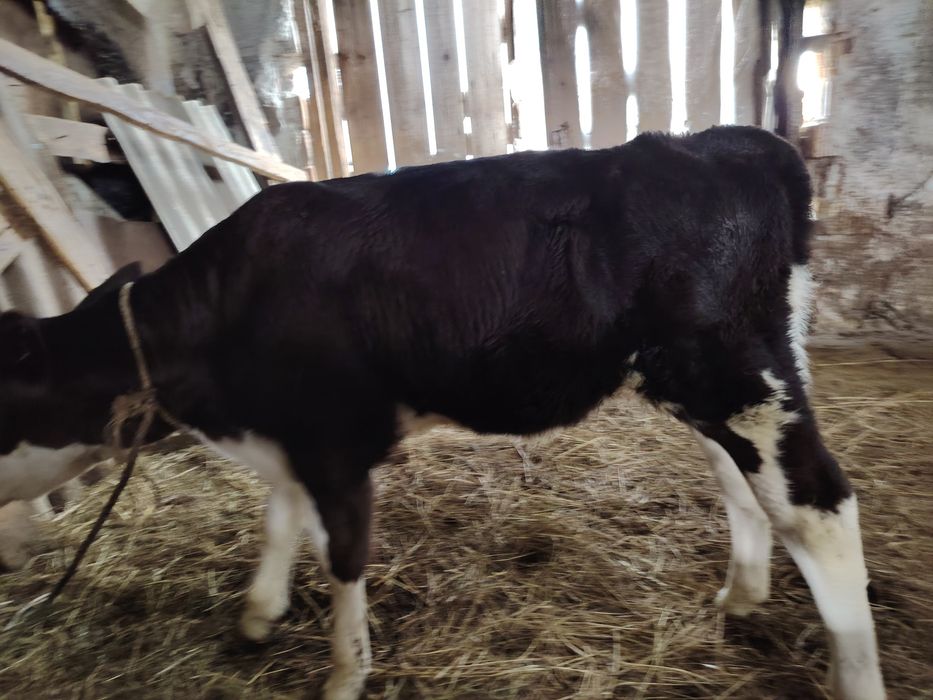 Vând viței, mai multe detalii la nr. Tel. 0770517047