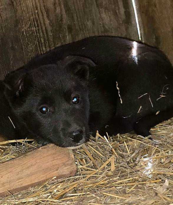 Малышка Чарри готова к удочерению