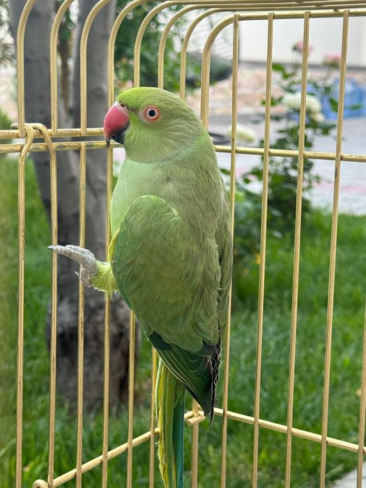 Красивый ожереловый попугай