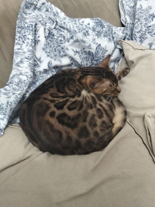 Продам бенгальского котика