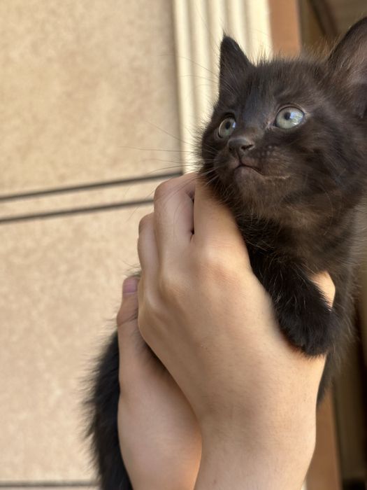 Котята ищут любящих хозяев
