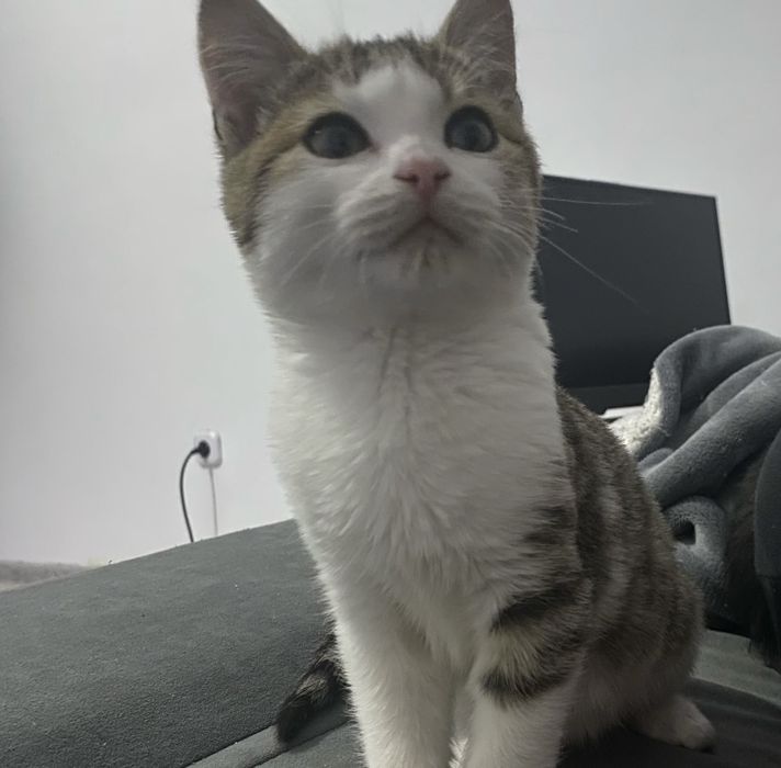 Отдам котят в хорошие руки