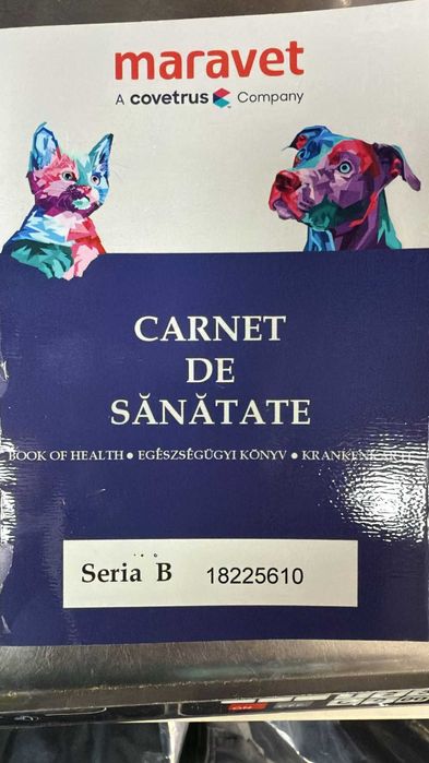 Pui Bichon Maltez – Femelă, 2 luni, microcipată și vaccinată